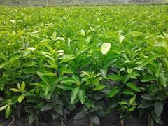 沃柑苗买卖价格与厂家直销产品图片解析